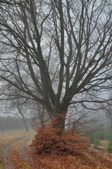 Fagus sylvatica - buk zwyczajny w mglisty, jesienny poranek