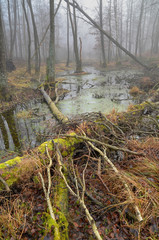 Bagno w mglistym, jesiennym lesie