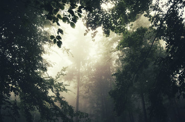 light beam in forest