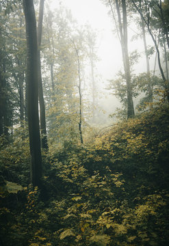 Fototapeta forest in autumn on rainy weather