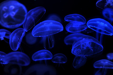 School of Moon Jellyfish