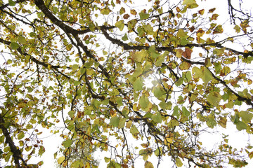 albero alberi autunno foglie colorate natura autunnale