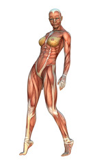 Muscle Maps