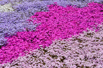 Shibazakura (Moss Pink) Hill at Hitsujiyama Park in Chichibu, Saitama, Japan