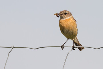 fütterndes Schwarzkehlchen