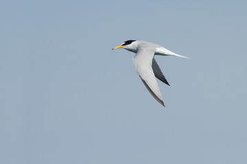 Obraz premium Zauneidechse