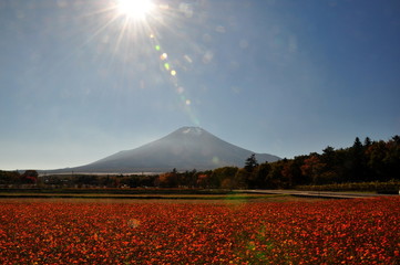 富士山とコスモス