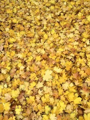 feuilles en automne
