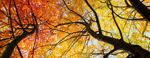 Herbst Blätter - Bäume im Herbst