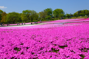 Shibazakura (Moss Pink) Hill at Hitsujiyama Park in Chichibu, Saitama, Japan