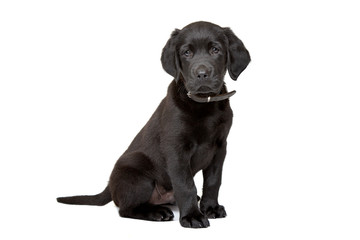 black Labrador puppy