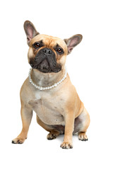 French Bulldog with a pearl collar