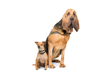Miniature Pinscher and a bloodhound