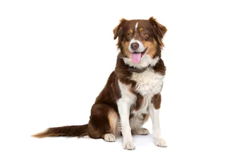 Abwaschbare Fototapete Hund australischer schäferhund