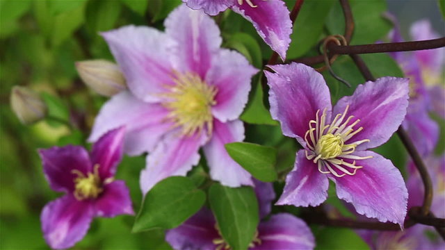 Clematis on a Rusty Fence. the camera roves around and racks focus on various clematis flowers wrapped around and old chain fence.
