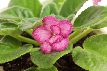 Beautiful violet flowers in pot.