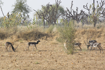 Black bucks in the wild in Rajasthan, India