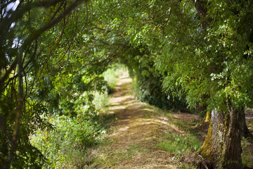 Obraz premium Path in the countryside