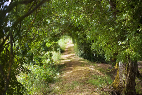 Path in the countryside