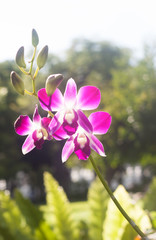 Beautiful pink orchid in Thailand