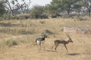 Naklejka na ściany i meble Black bucks in the wild in Rajasthan, India