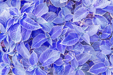 Blue leafes nettles background