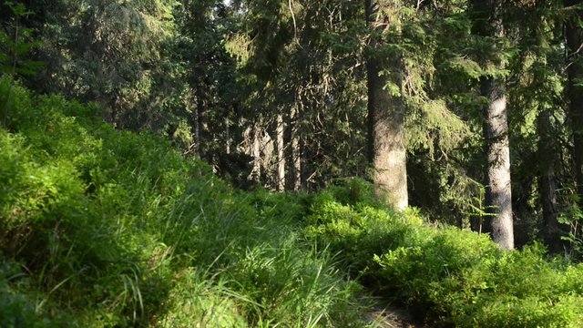 Fir forest in a beautiful sunny day. Light breeze rustles the branches of spruce trees and shrubs blueberries. Wonderful green background.