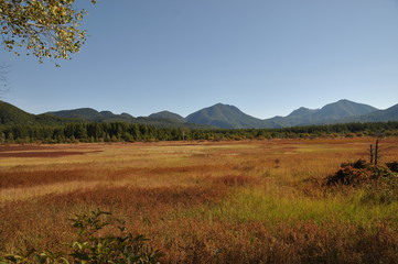 Fototapeta premium 小田代ヶ原の草紅葉 戦場ヶ原