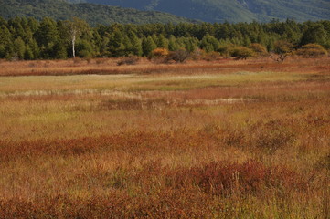 小田代ヶ原の草紅葉　戦場ヶ原

