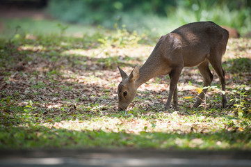 Deer