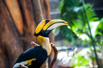 Hornbill