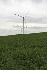 Fototapeta na wymiar Wind Turbines in Field of wheat and corn. There are several wind turbines in the picture, in a cultivated field.
