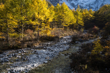 Brook and pine forest in autumn season
