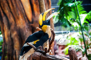 Hornbill