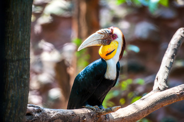 Hornbill