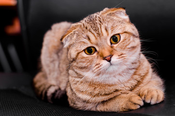 Scottish Fold cat tabby on a black background.