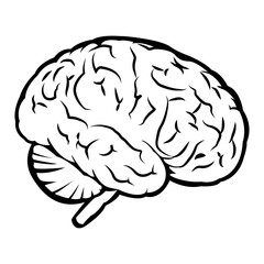 Best human brain sign