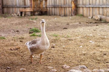 duck poultry goose agriculture farm domestic poultry yard 