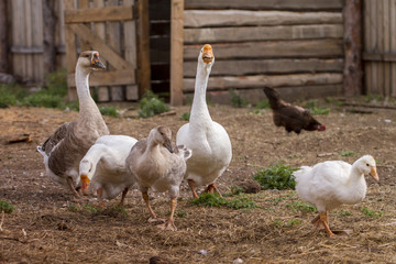 farm animals in grass on a farm