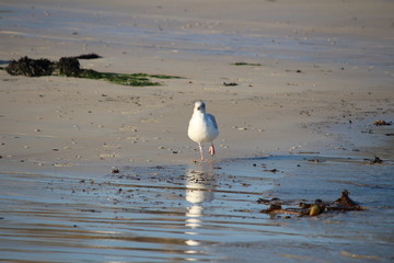 Möwe am Strand, 