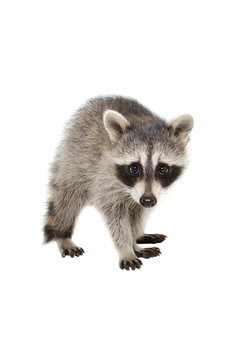 Portrait of a raccoon
