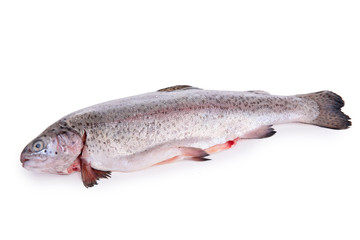 raw fish