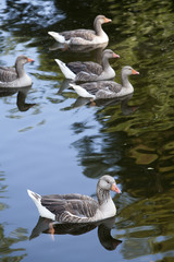 Obraz premium Swimming geese