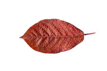 Dry red autumn leaf