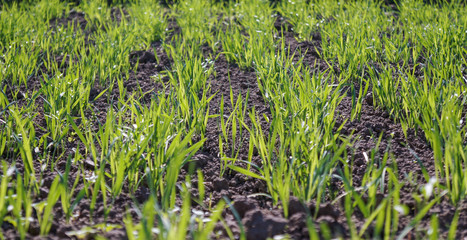 Small green grass in daylight