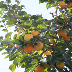 cachi sull'albero