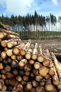 Forest Pine Trees Log Trunks Felled By The Logging Timber Industry