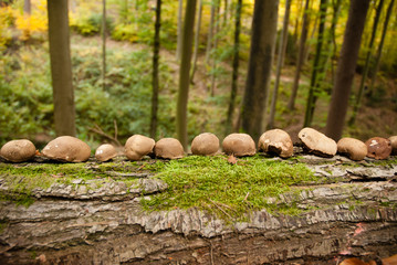 Pilzreihe auf Baum