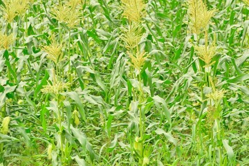 収穫前のトウモロコシ