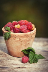 Raspberries in garden